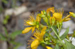 False spotted St. Johnswort